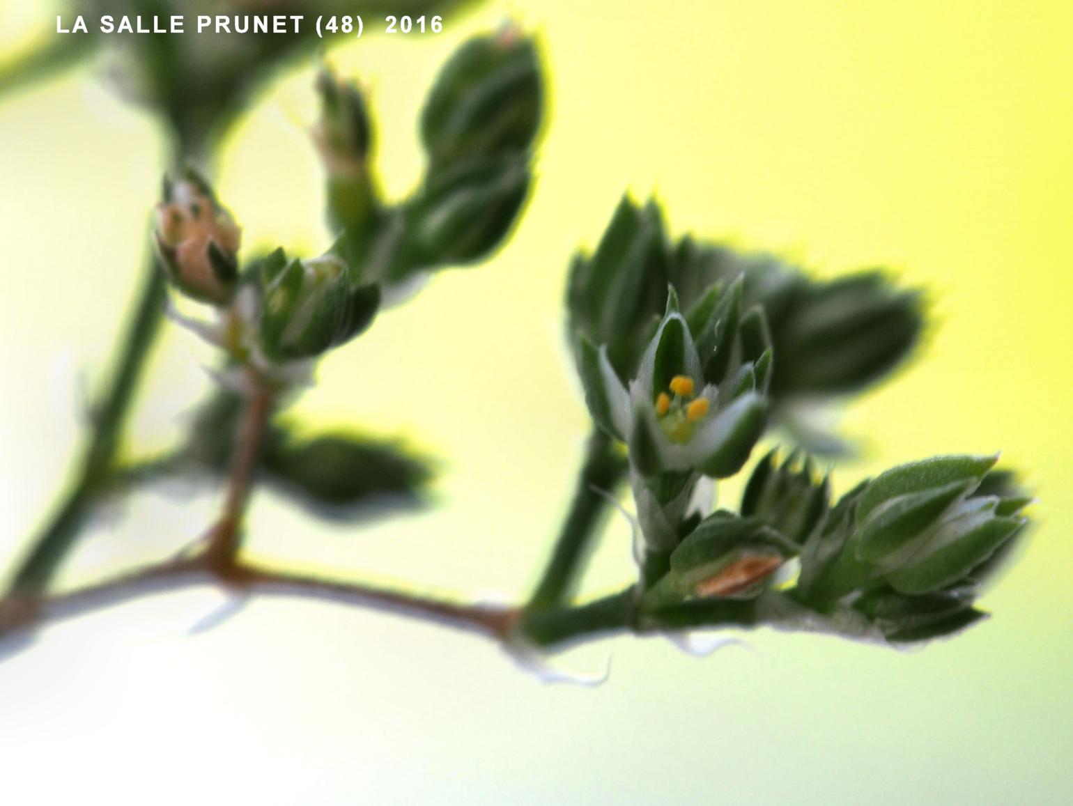 All-seed, Four-leaved